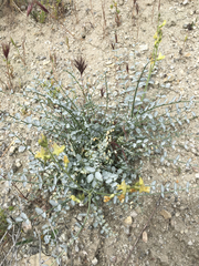 Astragalus tricarinatus