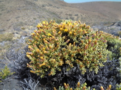 Nardophyllum bryoides