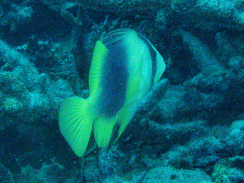 Diploprion bifasciatum observed 2026-09-29