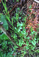 Cardamine oligosperma