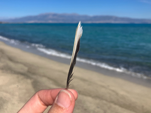 Plume de Pipit des arbres