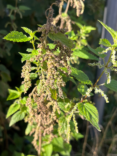 great stinging nettle