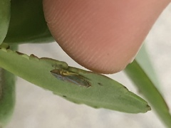 Graphocephala versuta