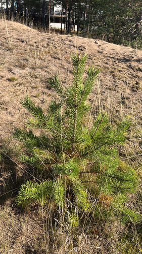 Scots pine