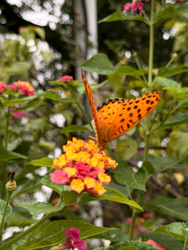 Tropical Fritillary