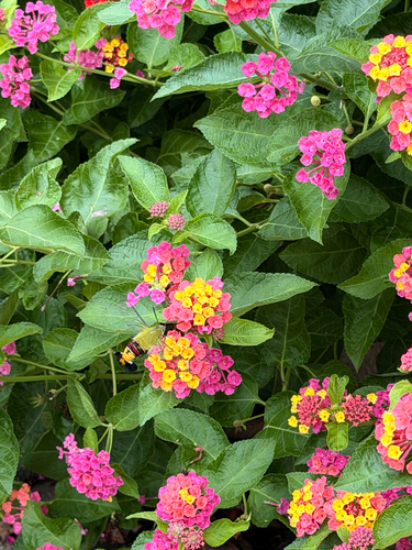 Pellucid Hawkmoth