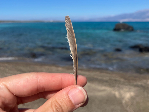 Plume de Rossignol philomèle