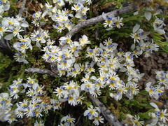 Polygala santacruzensis