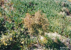 Juniperus navicularis