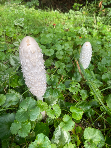 Shaggy Mane