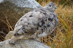White-Tailed Ptarmigan photo 2