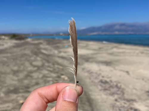 Plume de Rousserolle turdoïde