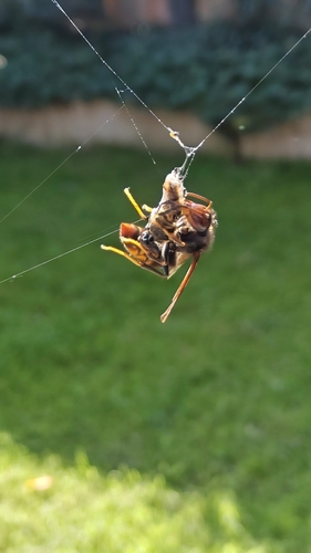 Yellow-legged Hornet