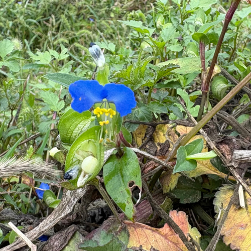 Asiatic dayflower