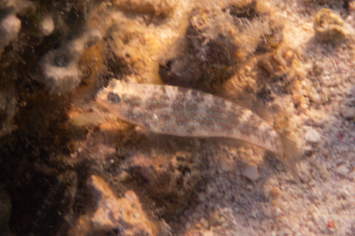Asterropteryx semipunctata observed 2026-09-26