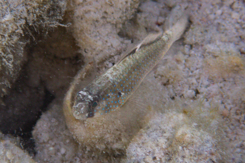 Asterropteryx semipunctata observed 2026-09-26