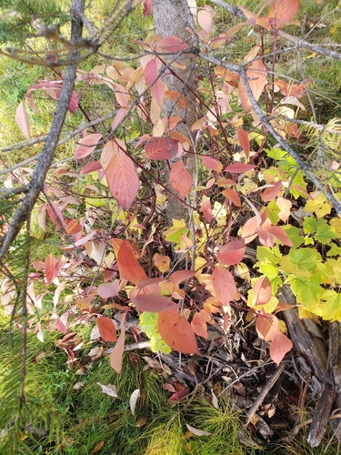 red osier dogwood