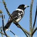 Typical Butcherbirds - Photo (c) Tom Tarrant, some rights reserved (CC BY-NC-SA)
