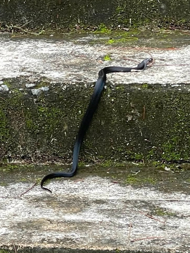 Equatorial Spitting Cobra