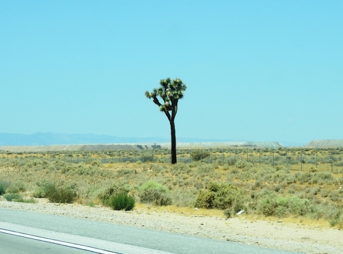 Western Joshua Tree