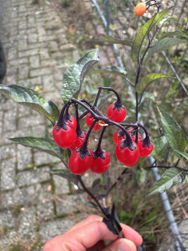 bittersweet nightshade