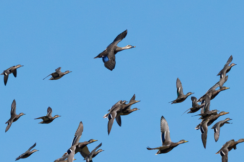 Eastern Spot-billed Duck