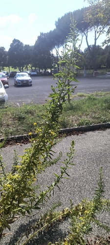 false yellowhead