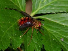 Adejeania