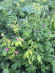 Vicia venosa baicalensis