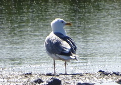 Larus fuscus barabensis