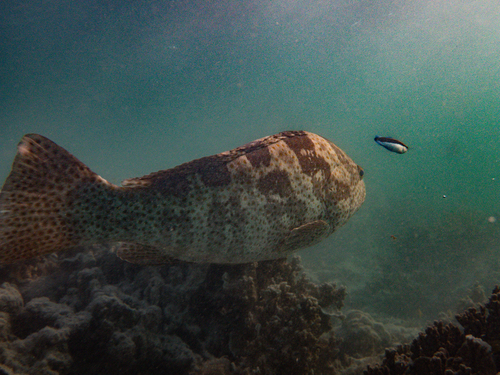 Epinephelus coioides observed 2026-09-27