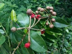 Marcgravia rectiflora