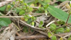 Cerastium semidecandrum