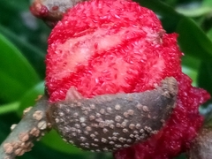 Marcgravia rectiflora