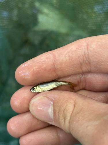 Fathead Minnow
