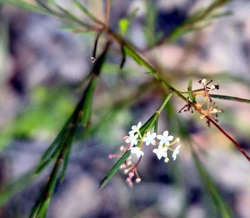 Platysace linearifolia observed 2026-09-28