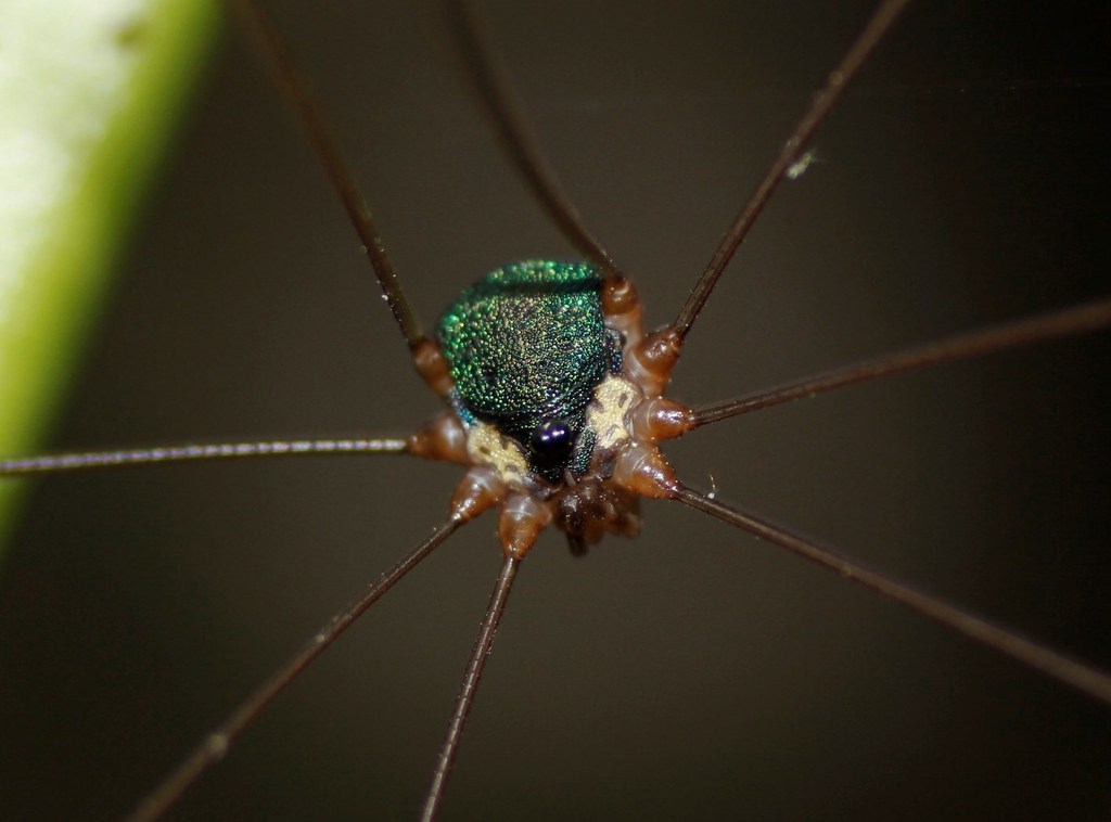 Leiobunum viridorsum