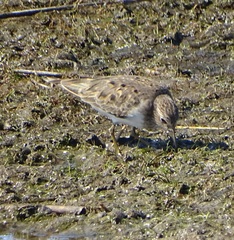 Calidris temminckii