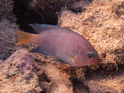 Pomacentrus wardi observed 2026-09-27