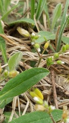Cerastium semidecandrum