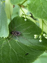 Platybunus pinetorum