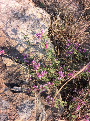 Lespedeza floribunda observed 2026-09-29