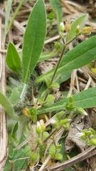 Cerastium semidecandrum