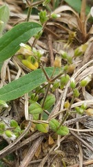 Cerastium semidecandrum