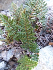 Paragymnopteris marantae