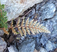 Paragymnopteris marantae