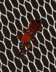 Euschizus internatus