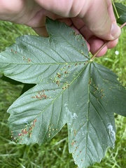 Aceria macrorhyncha