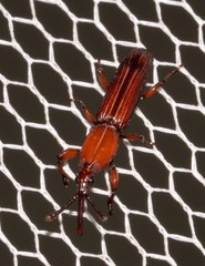 Euschizus internatus