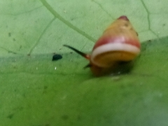 Marcgravia rectiflora